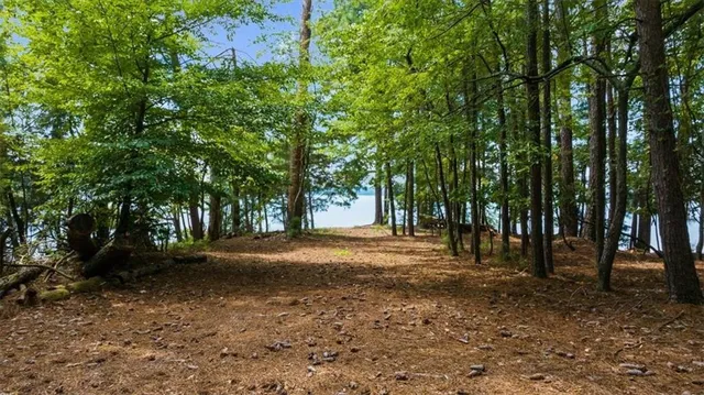 a view of a tree in the middle of a yard