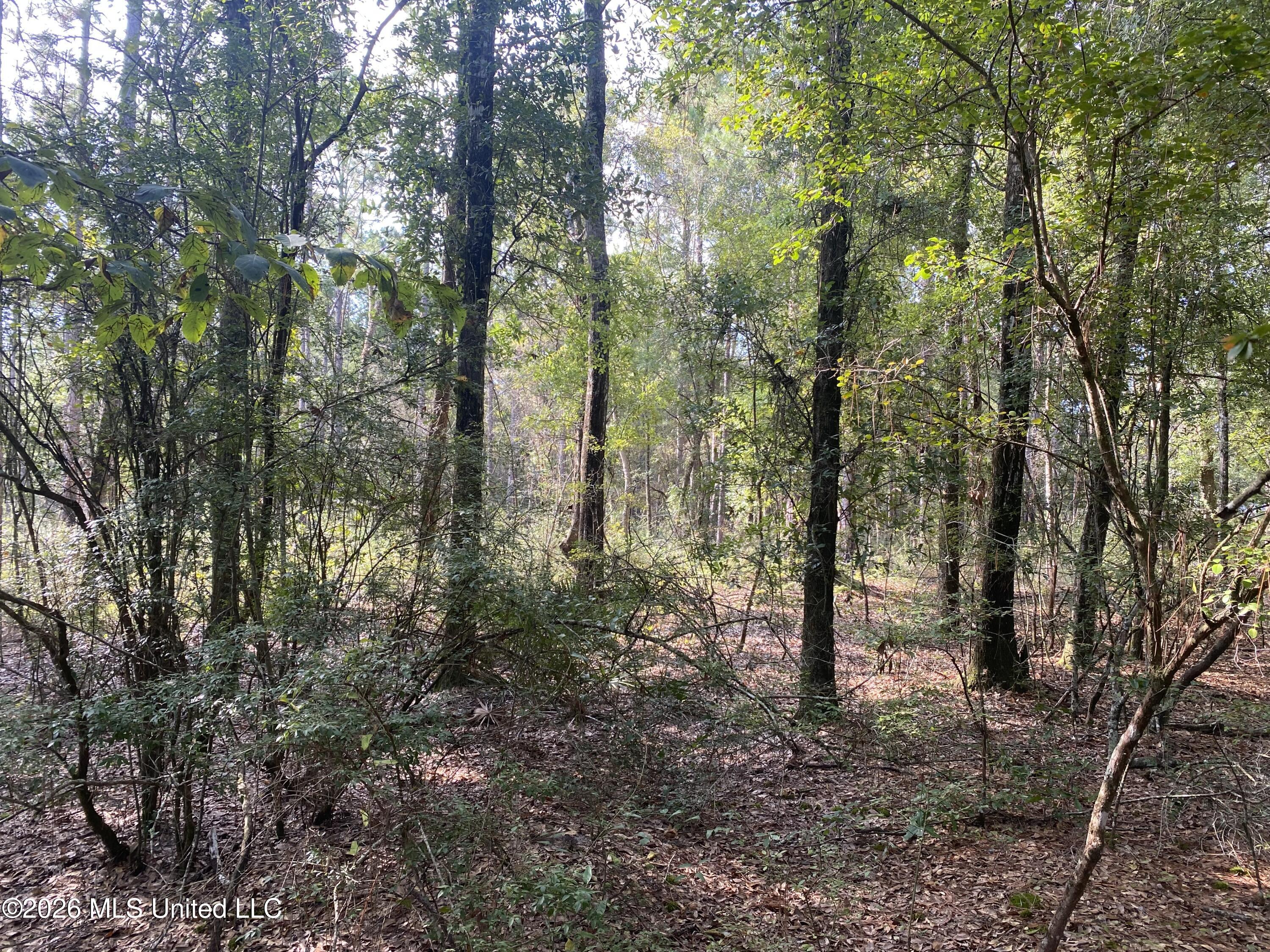 Grady Diamond Road Perkinston, MS 39573 - Photo 3 of 4 IMG_5909