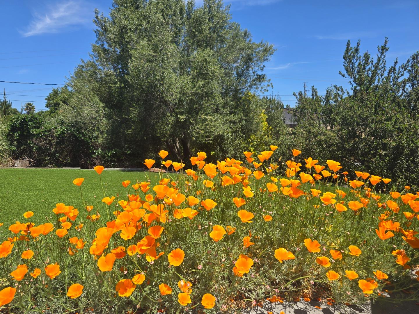 2 Mesa Del Sol Salinas, CA 93908 - Photo 3 of 61 a view of a tree with a flower in a garden