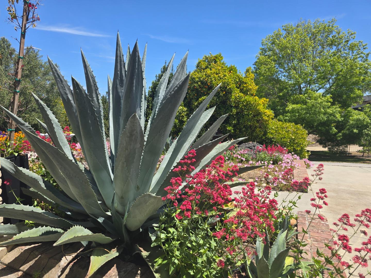 2 Mesa Del Sol Salinas, CA 93908 - Photo 4 of 61 a picture of flowers
