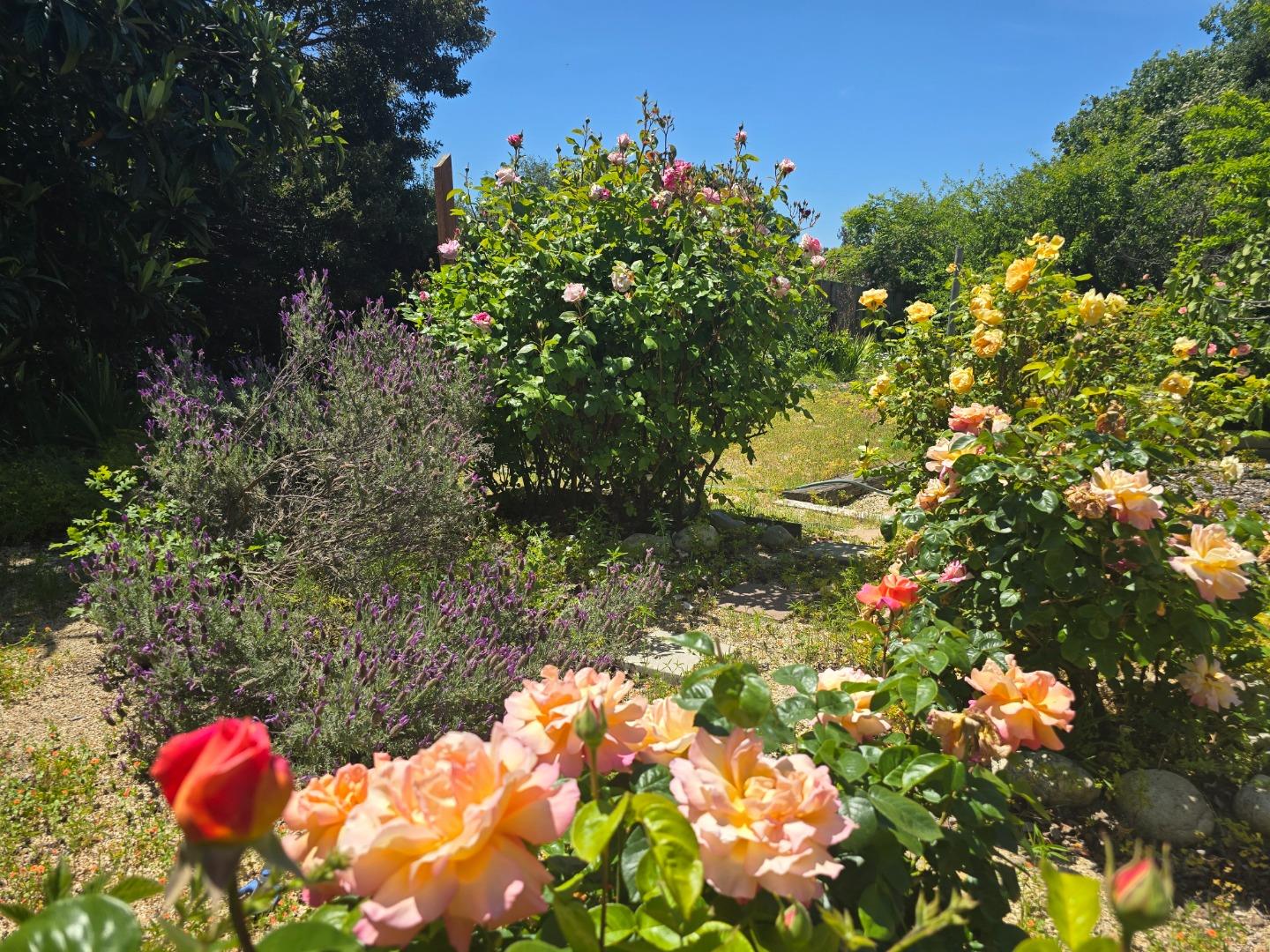 2 Mesa Del Sol Salinas, CA 93908 - Photo 46 of 61 a view of a tree with lots of plants