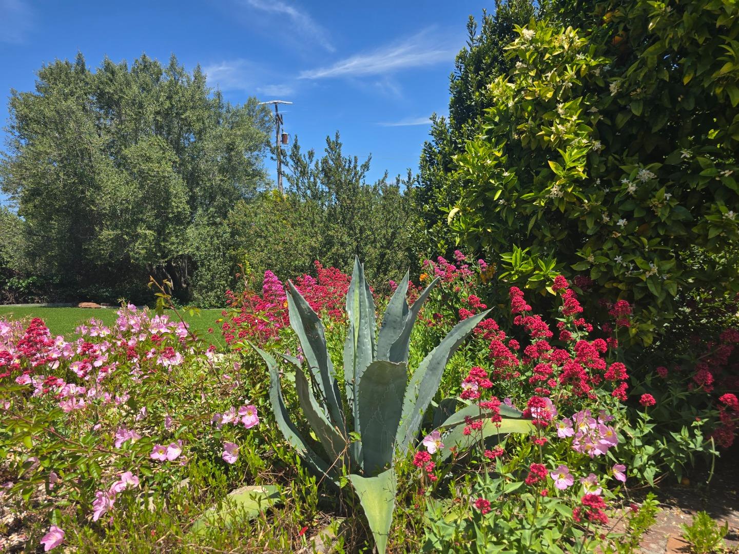 2 Mesa Del Sol Salinas, CA 93908 - Photo 47 of 61 a picture of flowers