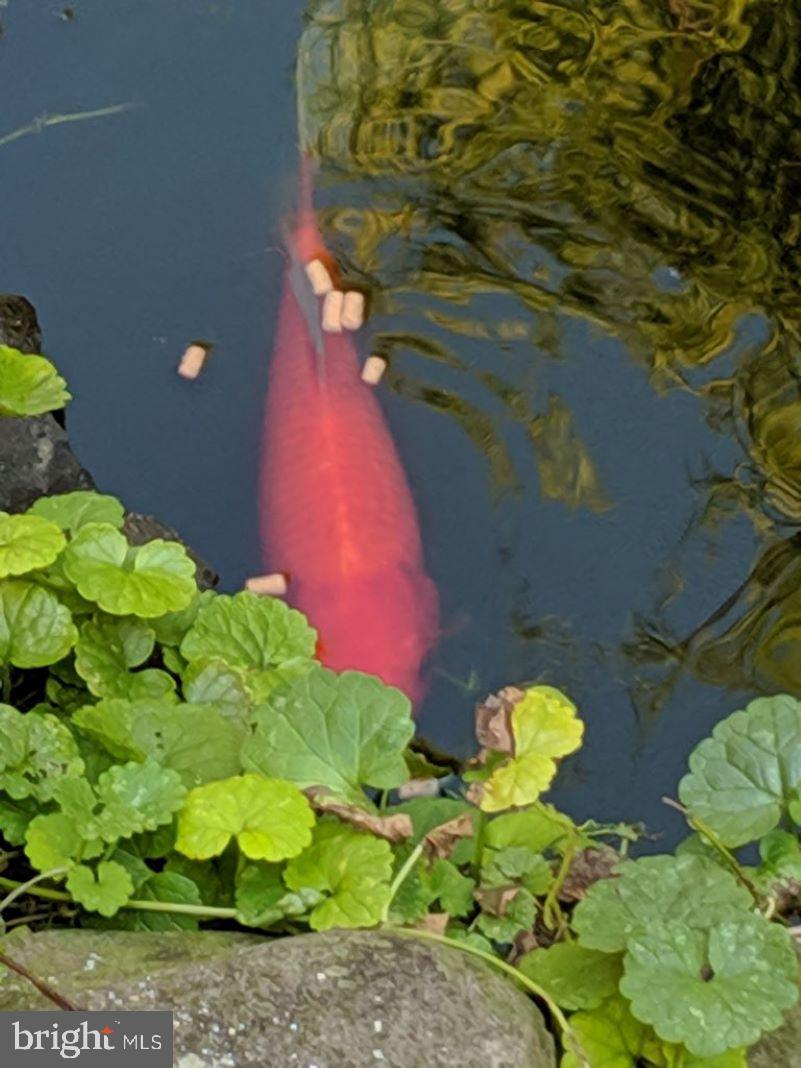 1008 Elm Road Halethorpe, MD 21227 - Photo 50 of 50 Koi Pond
