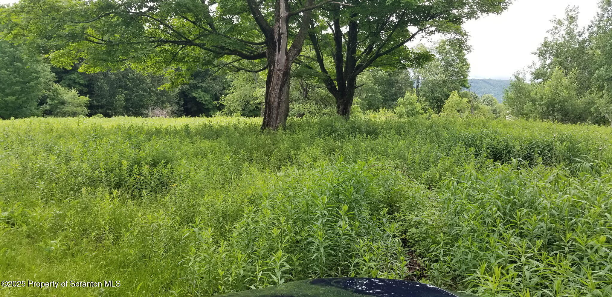 742 May Road Union Dale, PA 18470 - Photo 13 of 19 a view of a lush green space