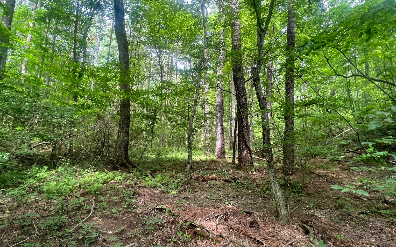 Tr A Yukon Road Ellijay, GA 30536 - Photo 1 of 5 Main View