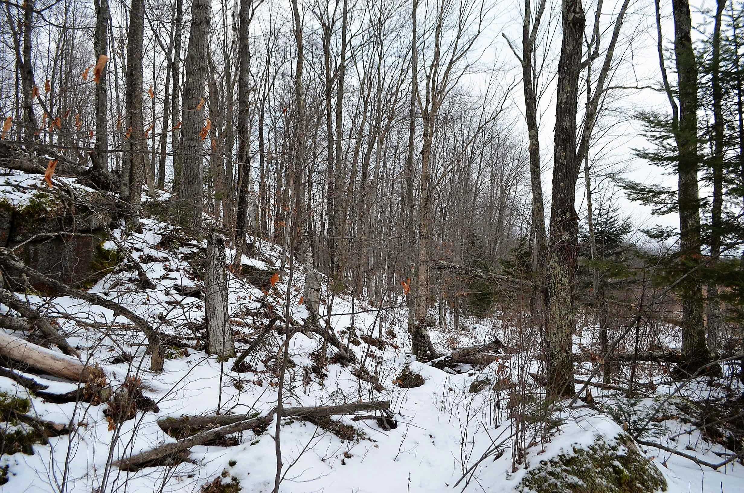 County Road Birnamwood, WI 54414 - Photo 12 of 18