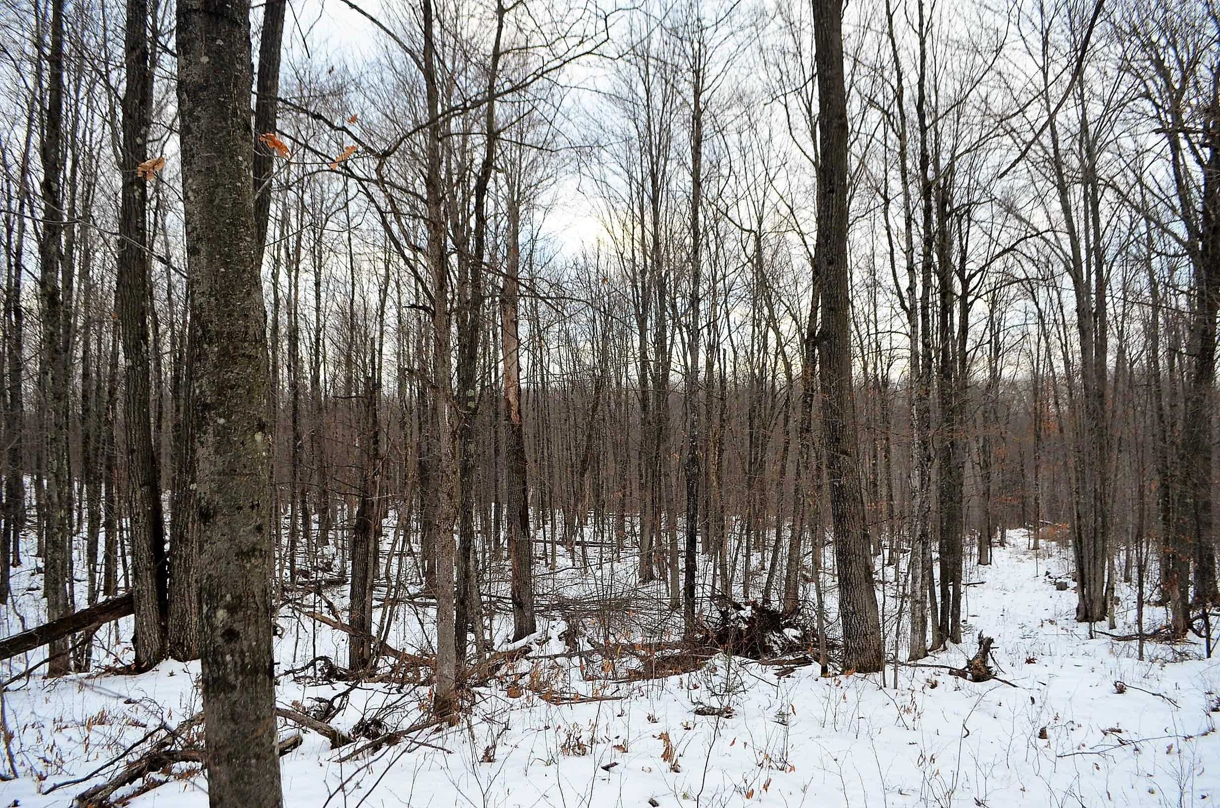 County Road Birnamwood, WI 54414 - Photo 15 of 18