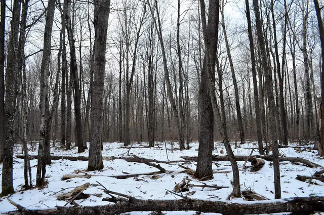 $499,900 | County Road, Birnamwood, WI 54414