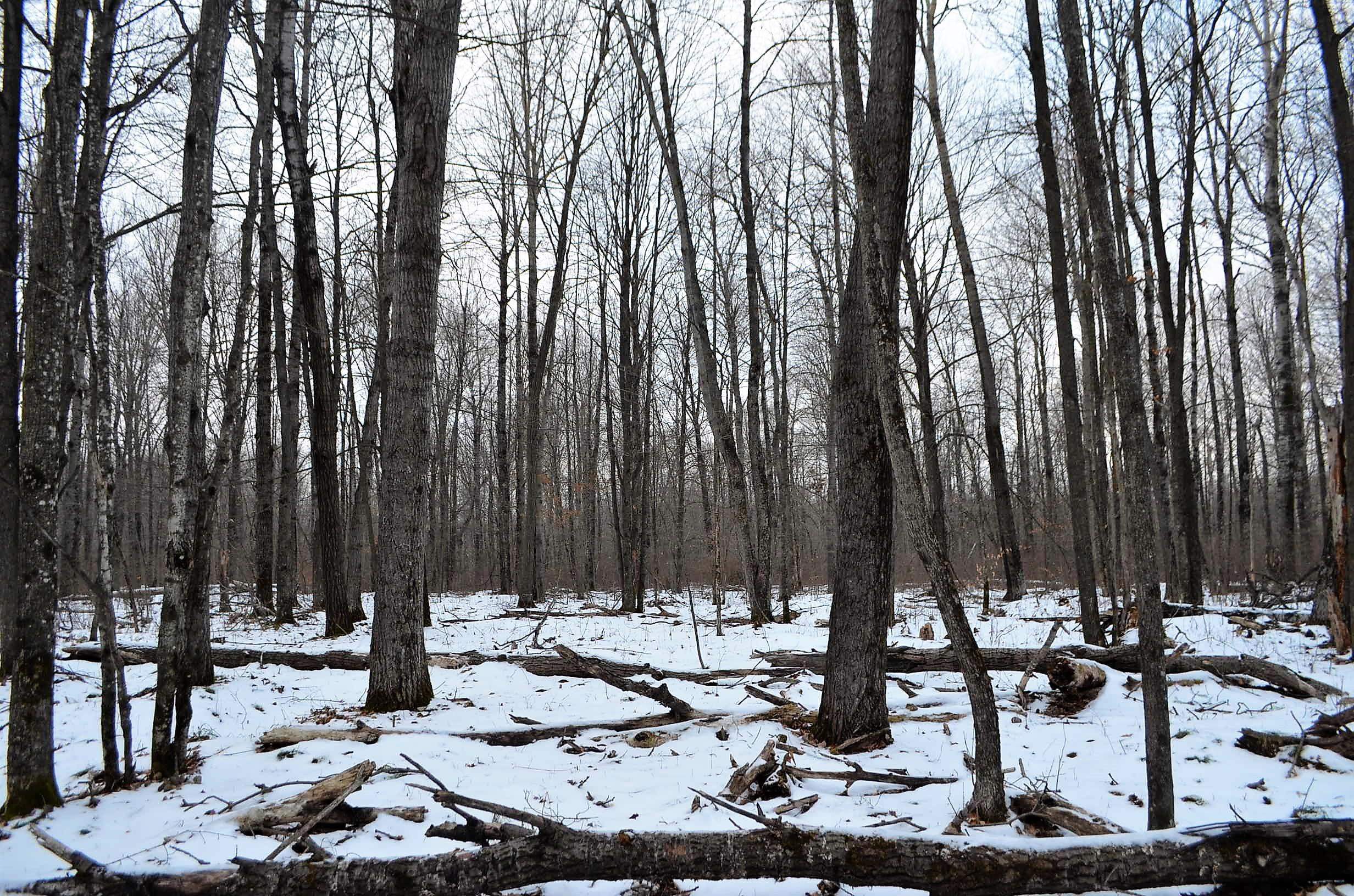 County Road Birnamwood, WI 54414 - Photo 16 of 18