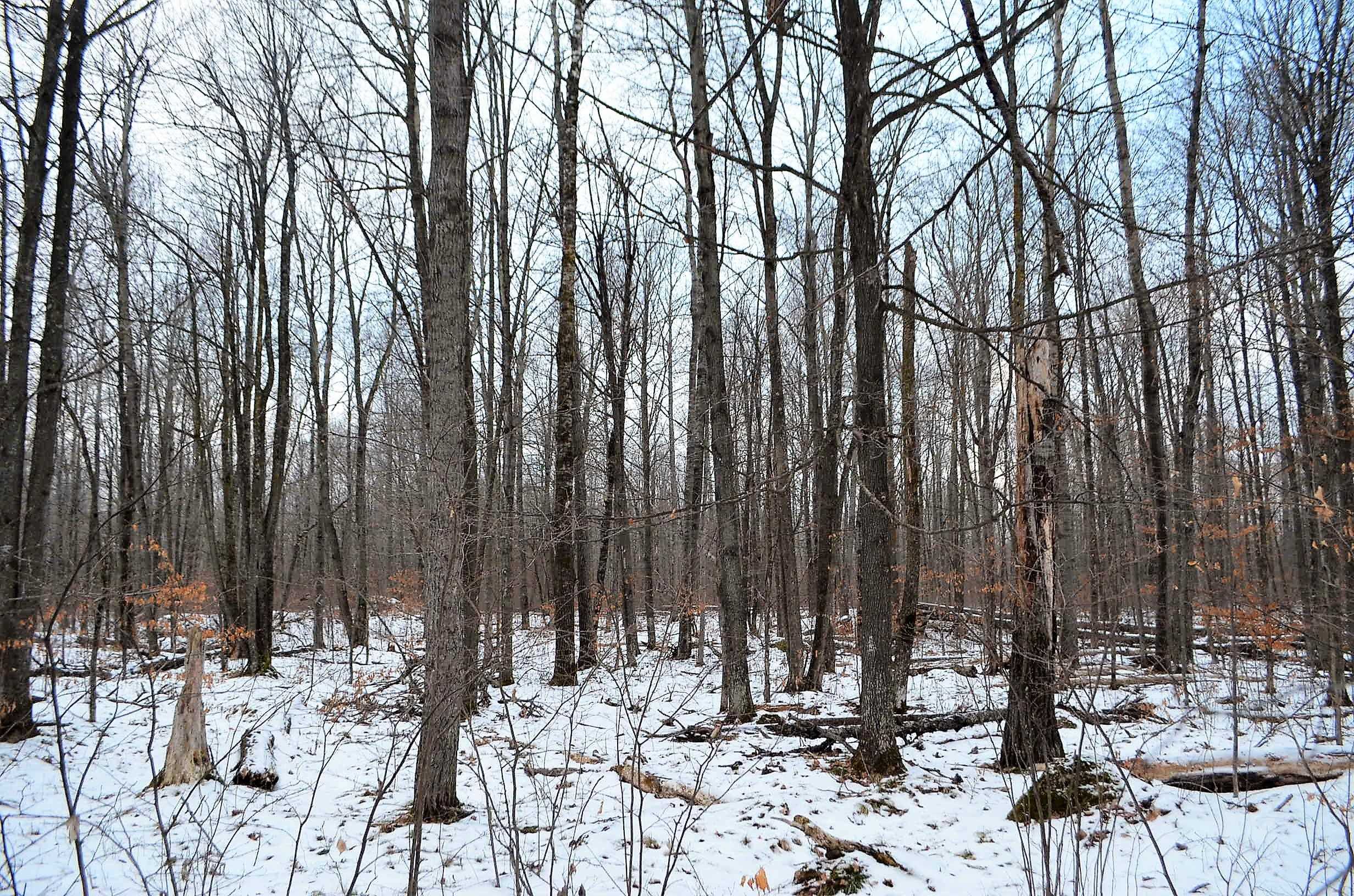 County Road Birnamwood, WI 54414 - Photo 5 of 18