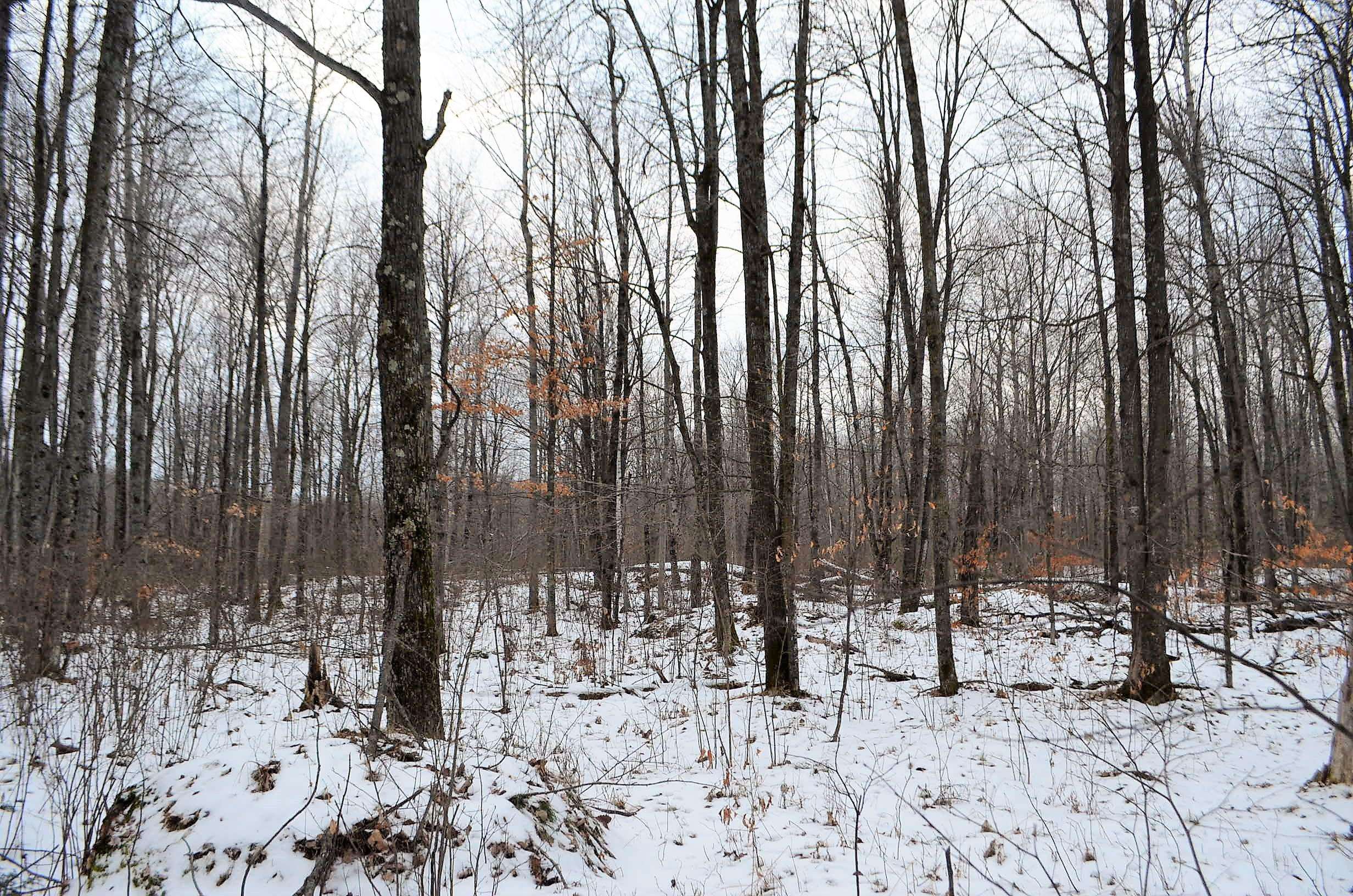 County Road Birnamwood, WI 54414 - Photo 6 of 18