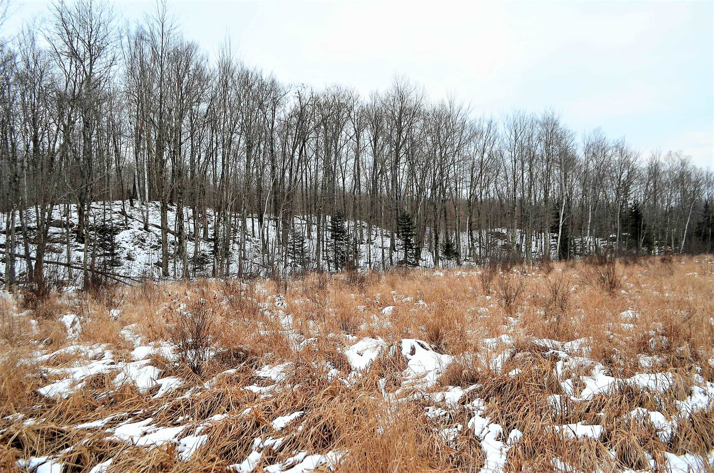 County Road Birnamwood, WI 54414 - Photo 9 of 18