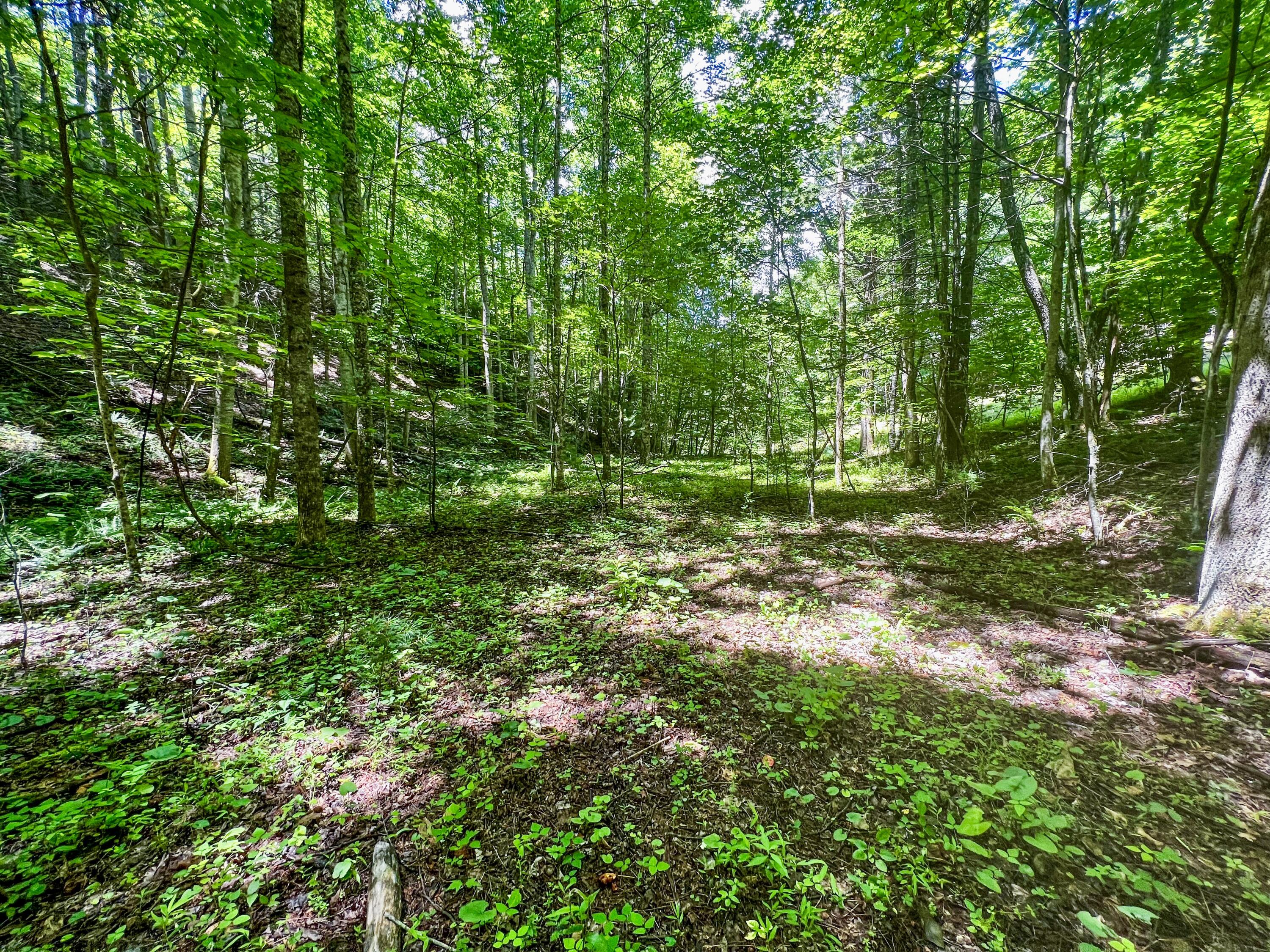Tbd East Oak Hill Road Hampton, TN 37658 - Photo 7 of 12 9