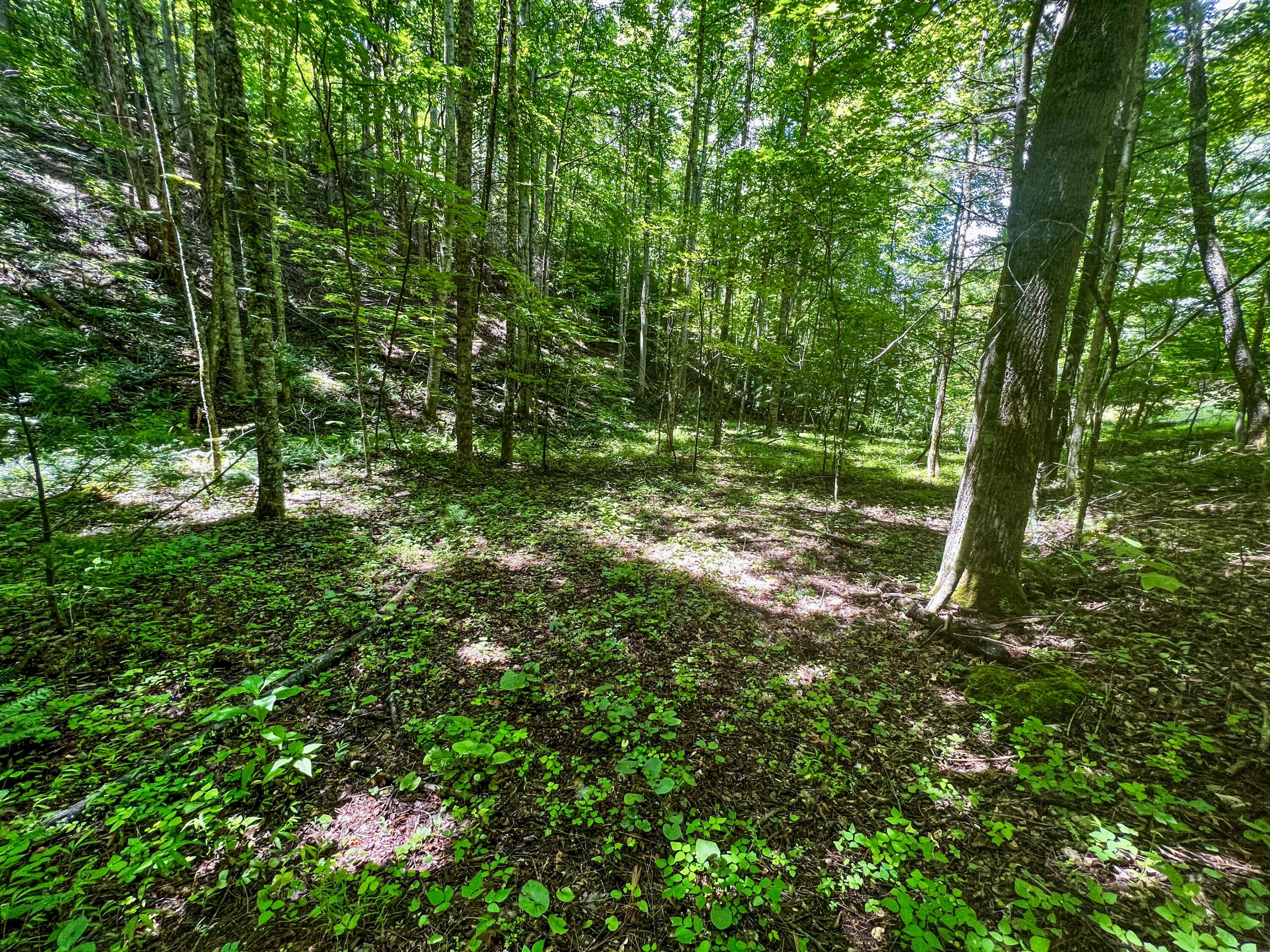 Tbd East Oak Hill Road Hampton, TN 37658 - Photo 8 of 12 10