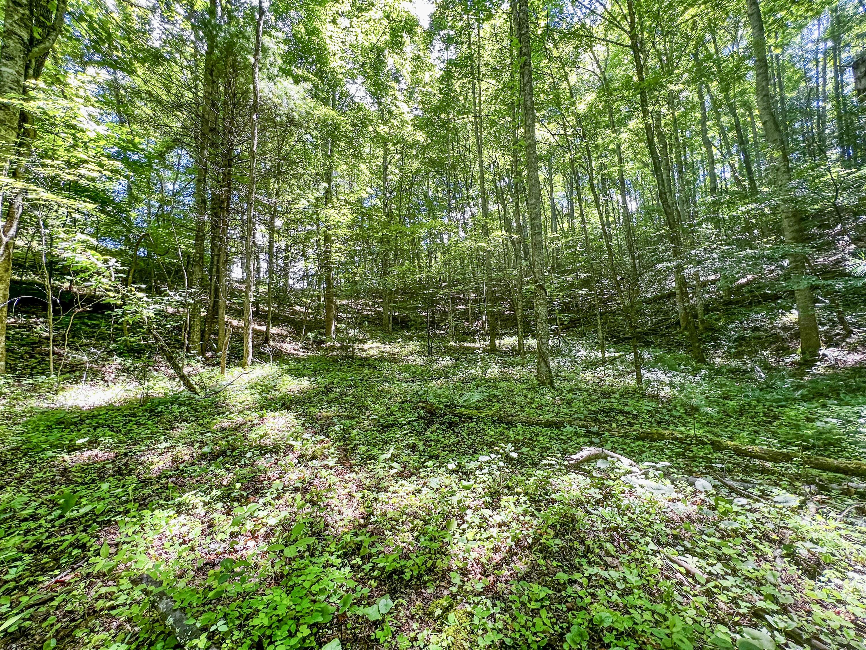 Tbd East Oak Hill Road Hampton, TN 37658 - Photo 10 of 12 12