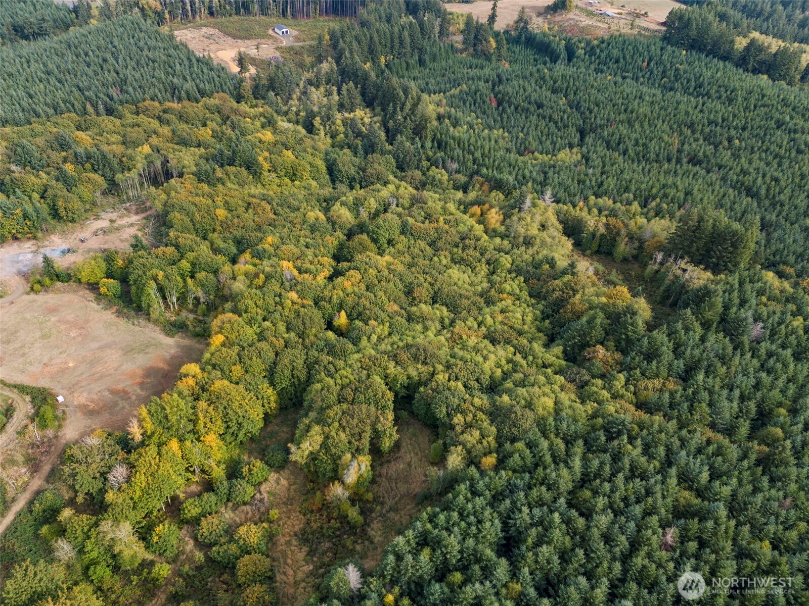 251-62 Crego Hill Road Chehalis, WA 98532 - Photo 5 of 9 a view of a lush green forest with lots of trees