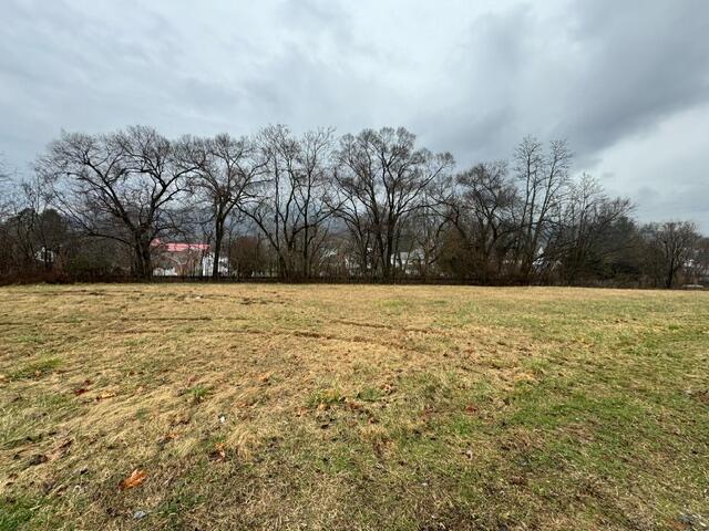 a view of yard with trees