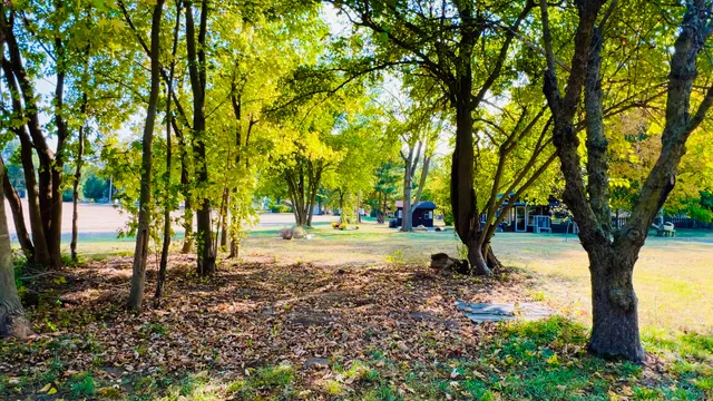 a view of a tree in the middle of a yard