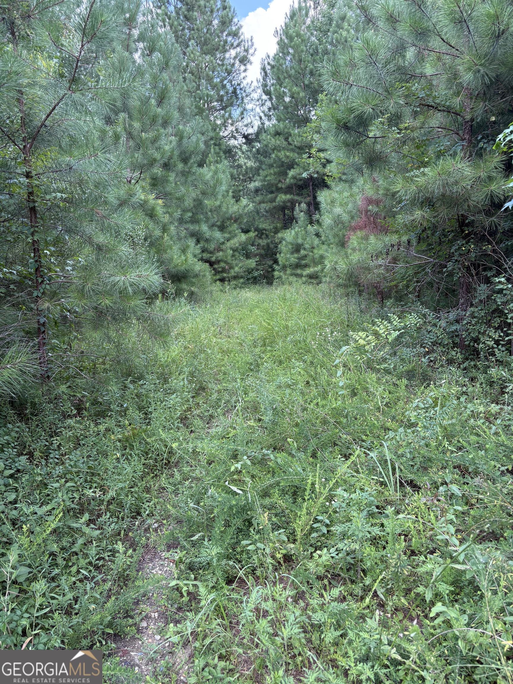 a view of a green field with lots of bushes
