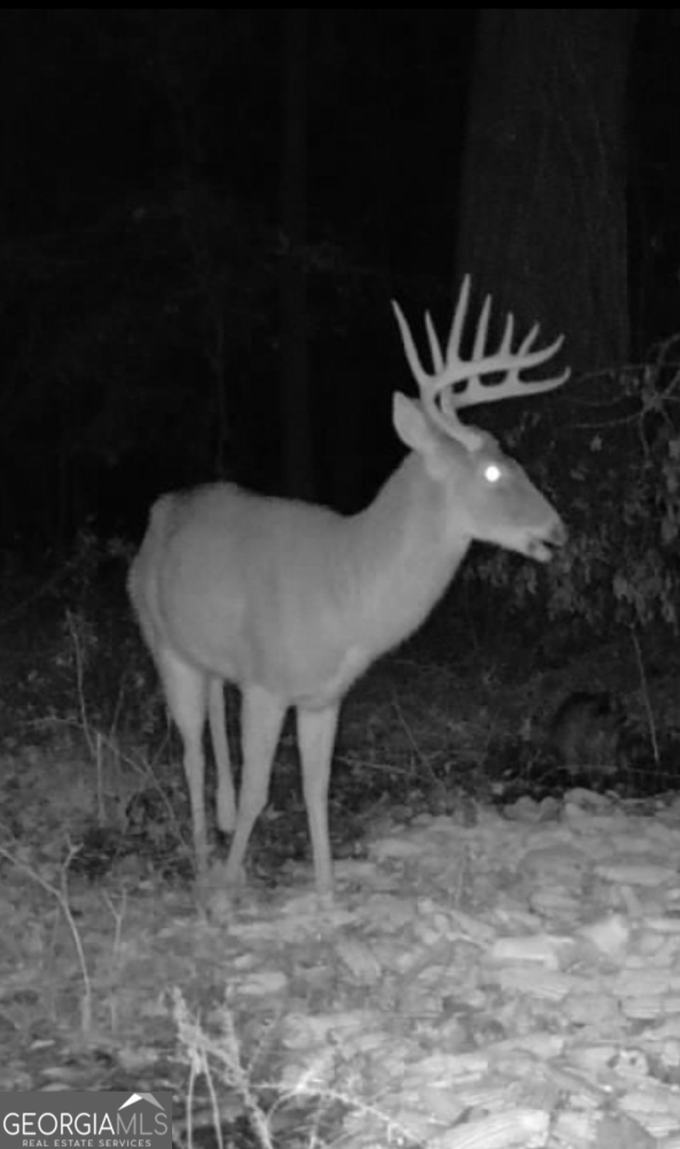 0 Houston Road Macon, GA 31216 - Photo 17 of 19 a view of a backyard