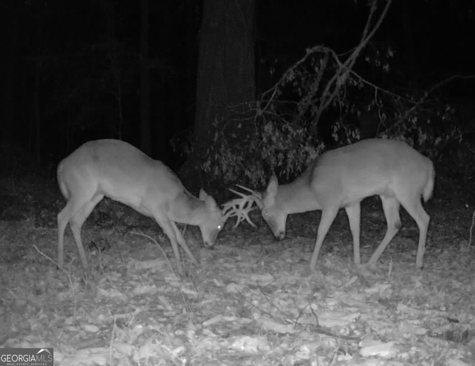 0 Houston Road Macon, GA 31216 - Photo 18 of 19 a view of a backyard