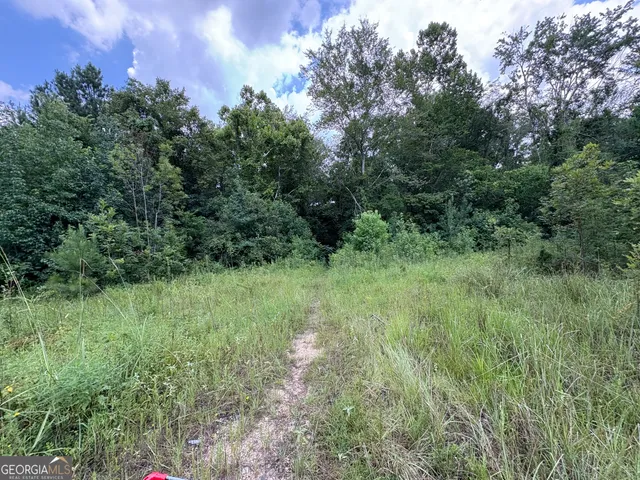 a view of a lush green forest