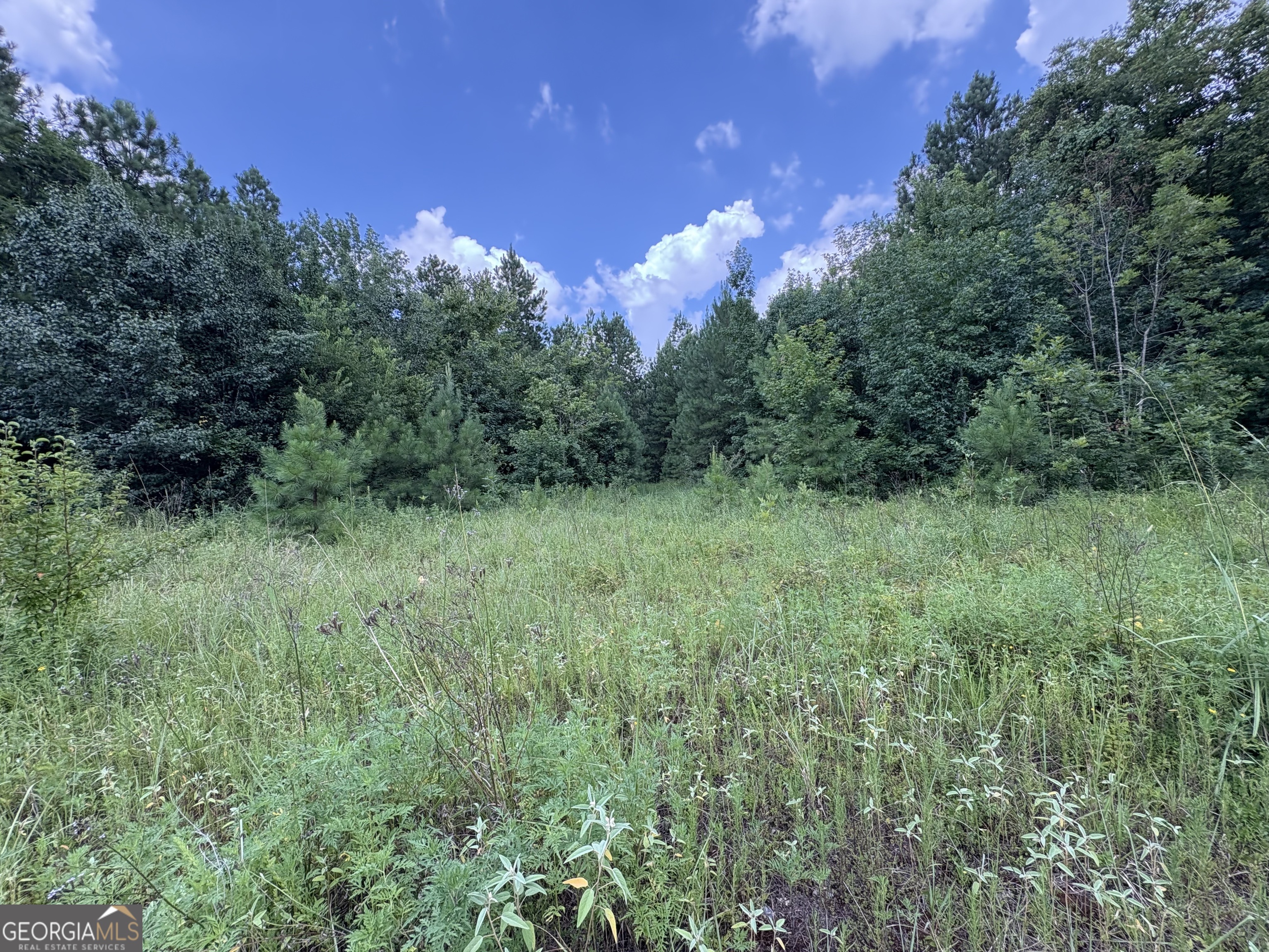 0 Houston Road Macon, GA 31216 - Photo 4 of 19 a view of a lush green forest