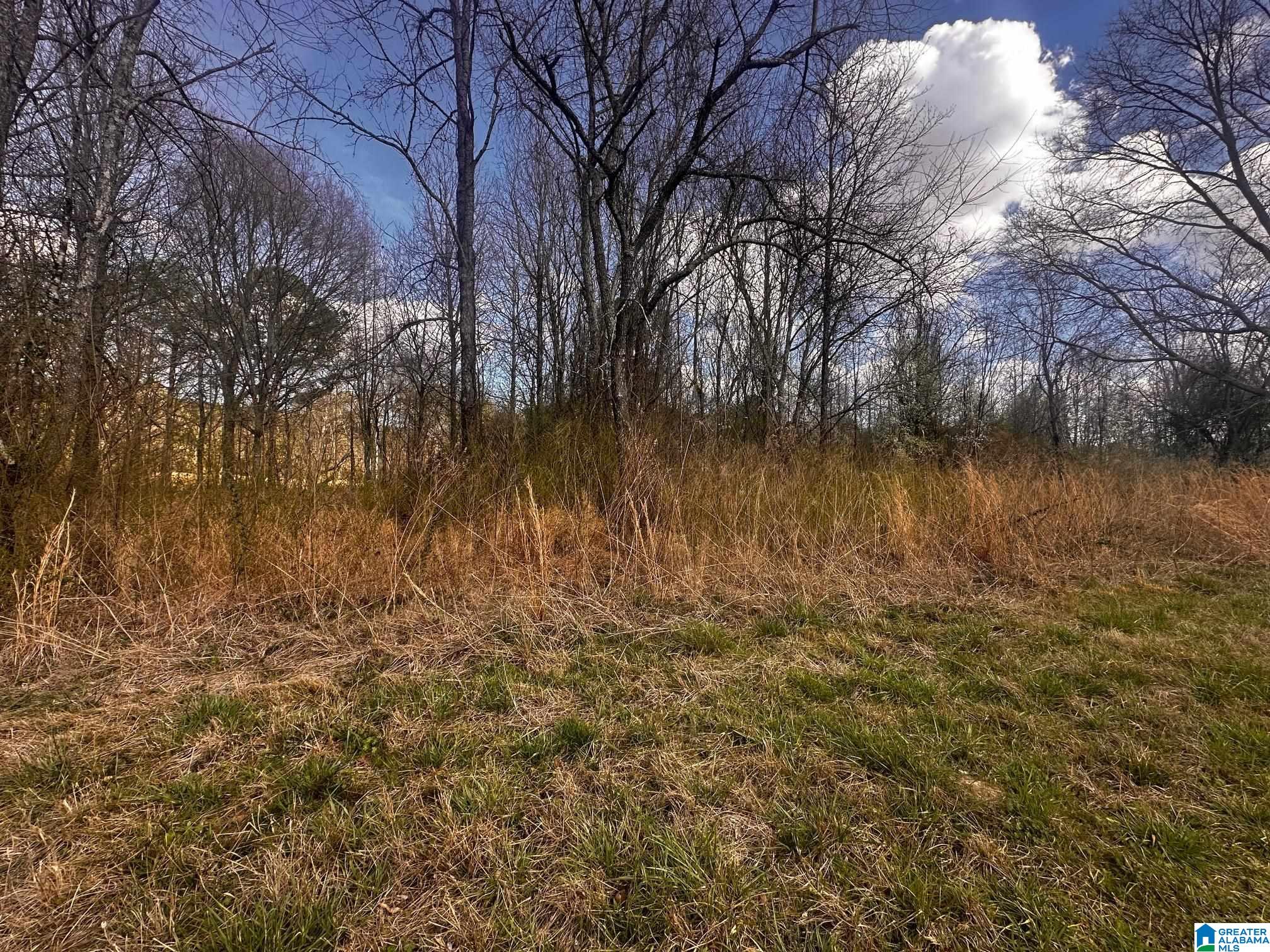 0 Eddy Scant City Road Guntersville, AL 35976 - Photo 6 of 13