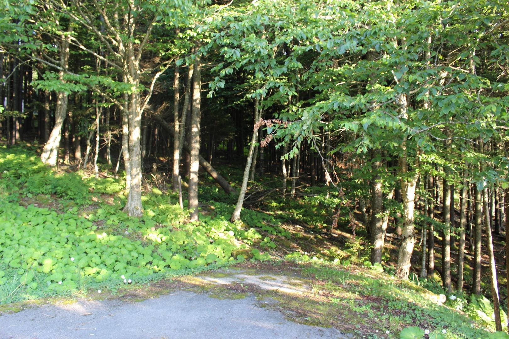 168 South Westridge Road Slatyfork, WV 26291 - Photo 29 of 34 Gallery Image 29