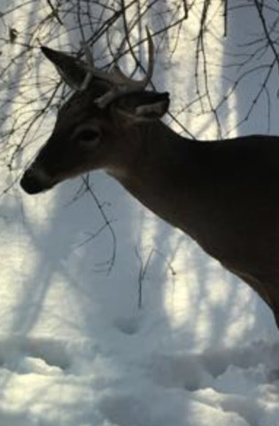 11 Roanoke Court Bolingbrook, IL 60440 - Photo 29 of 29