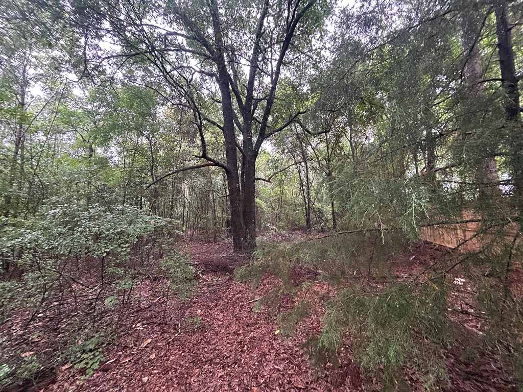 0 Holmes Road Newton, AL 36352 - Photo 4 of 8