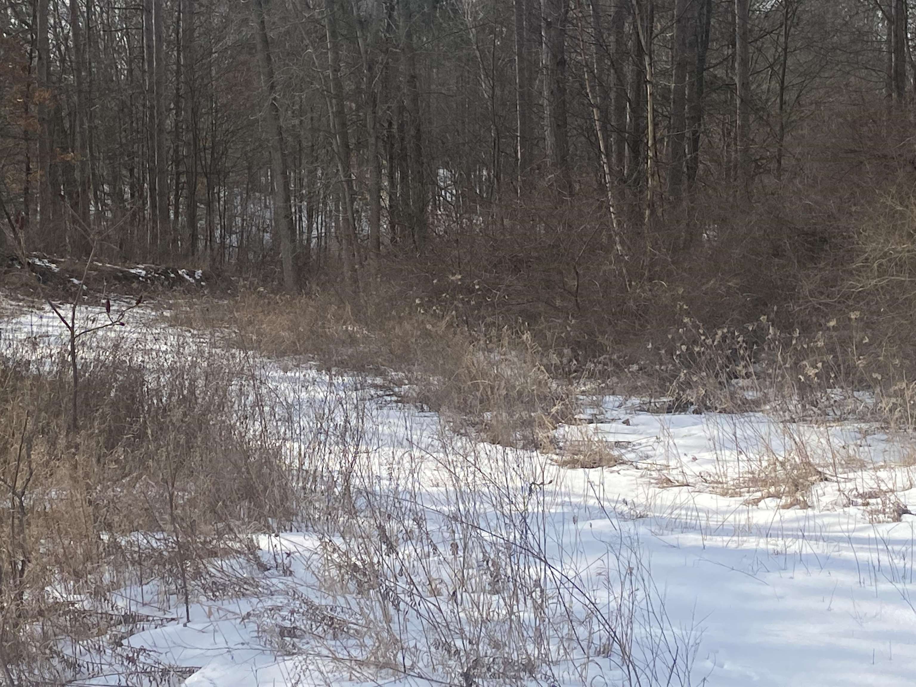 Tbd West Tbd W Remus Road Remus, MI 49340 - Photo 3 of 11 1897555-2.JPG