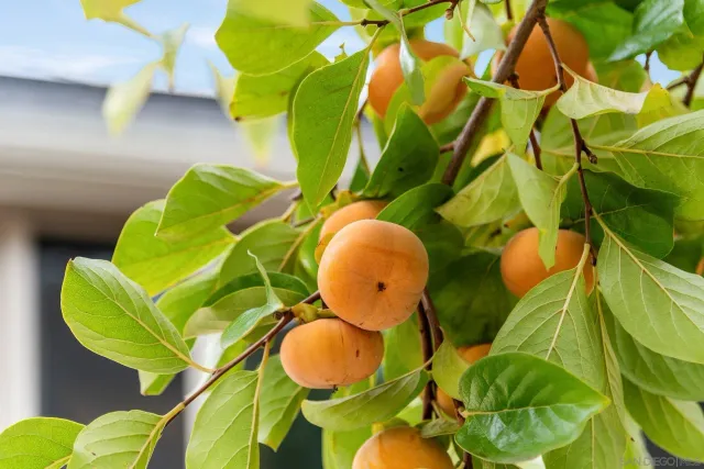 $1,289,000 | 302 Horizon Hills Drive, El Cajon, CA 92020