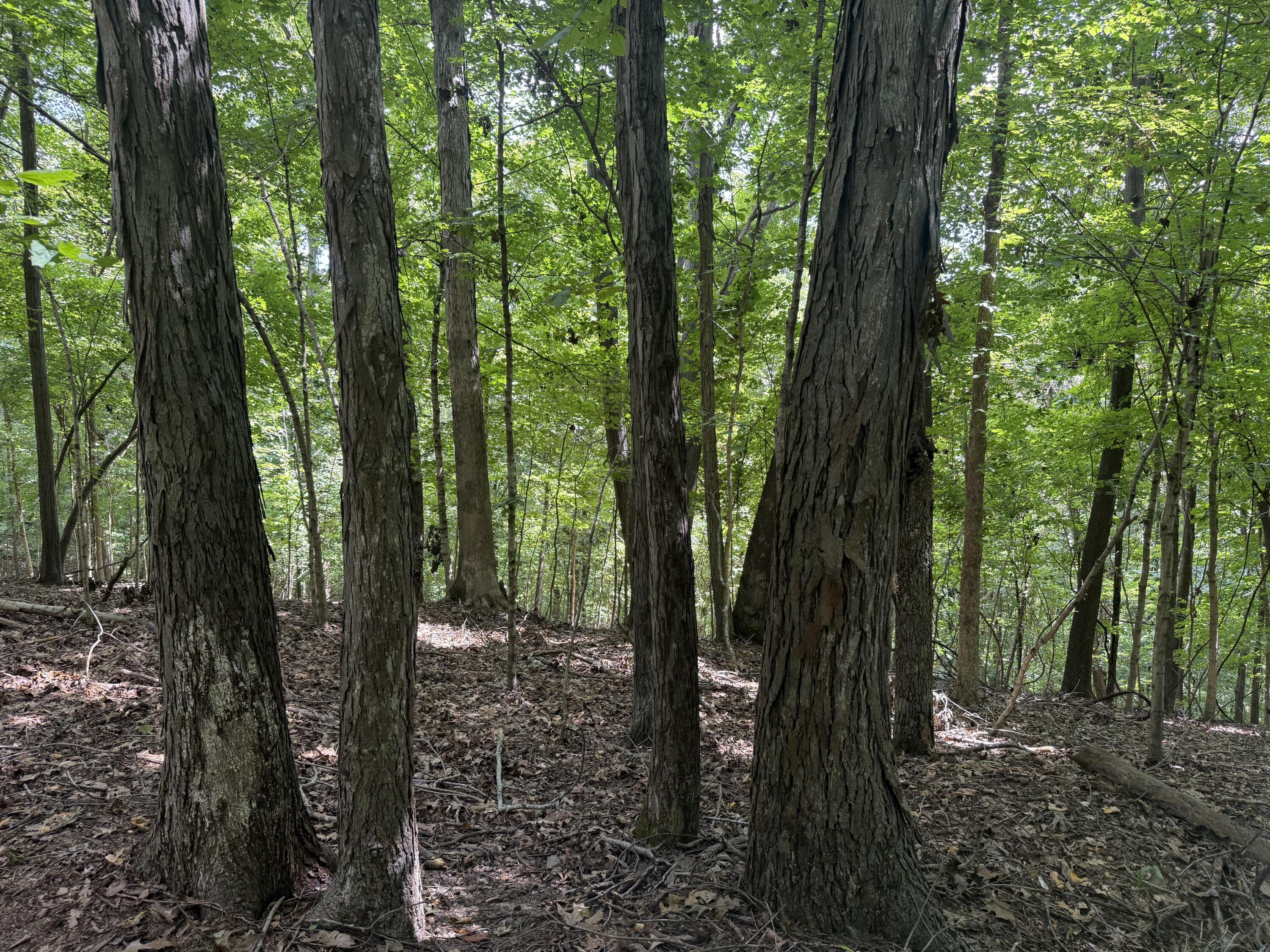 0 Perry Springs Road Eddyville, KY 42038 - Photo 17 of 41 12