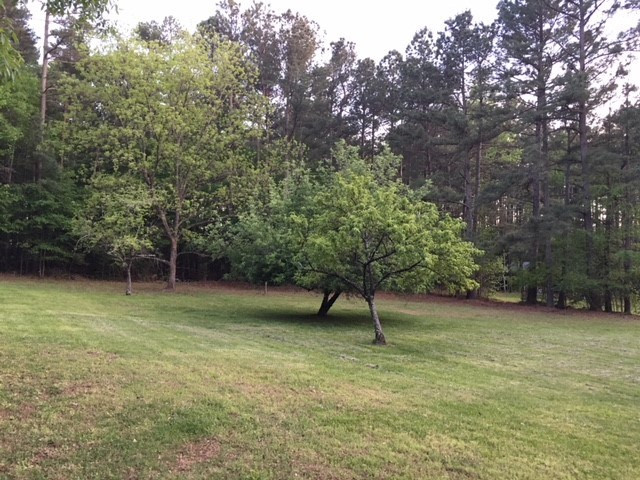 1707 Mason Road Durham, NC 27712 - Photo 13 of 17 Room to garden and several established fruit trees! Back Yard