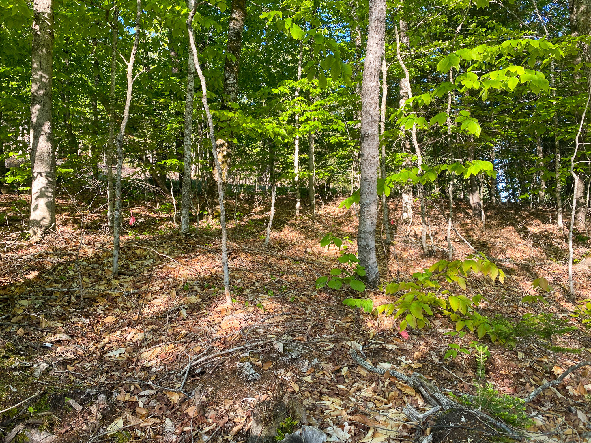 M2-l12 Lakeview Road Topsfield, ME 04490 - Photo 11 of 11 Photo May 25, 6 33 15 AM