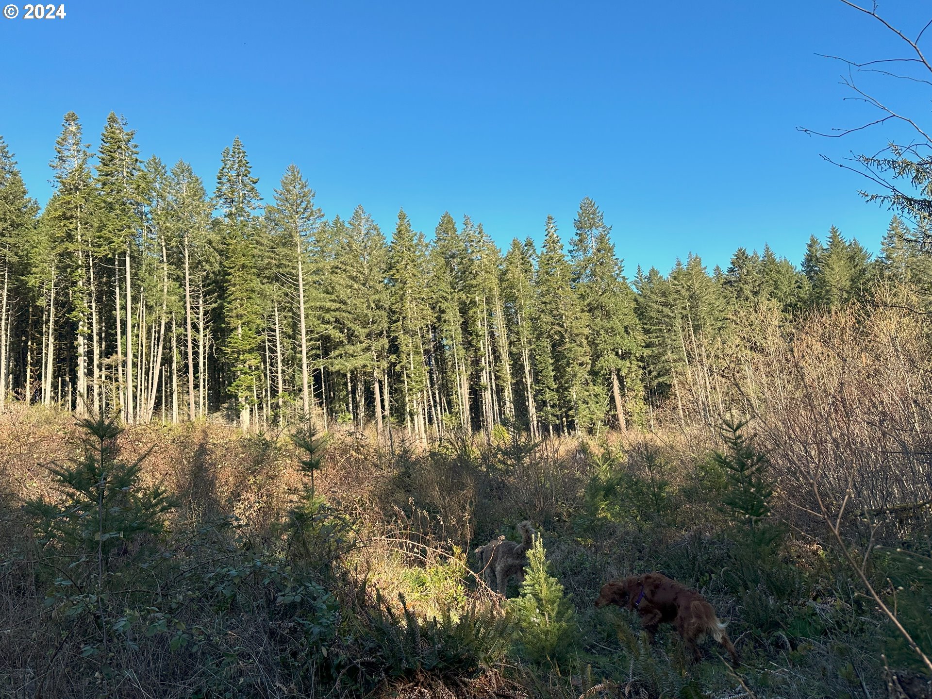 90314 Baker Road Elmira, OR 97437 - Photo 37 of 40 Acreage