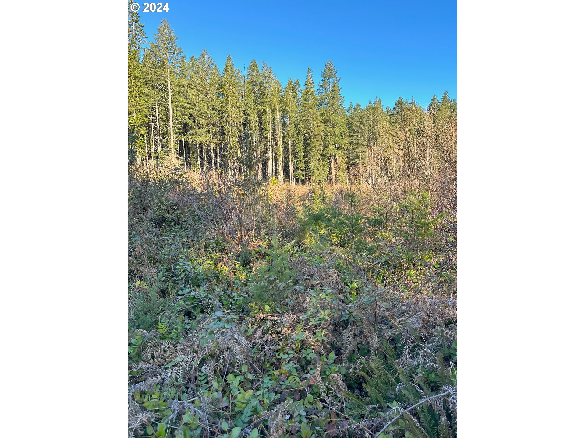 90314 Baker Road Elmira, OR 97437 - Photo 38 of 40 Acreage