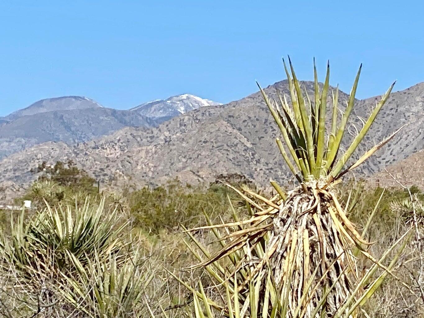 135 Bardell Road Morongo Valley, CA 92256 - Photo 23 of 29 a view of a lot of plants and palm tree