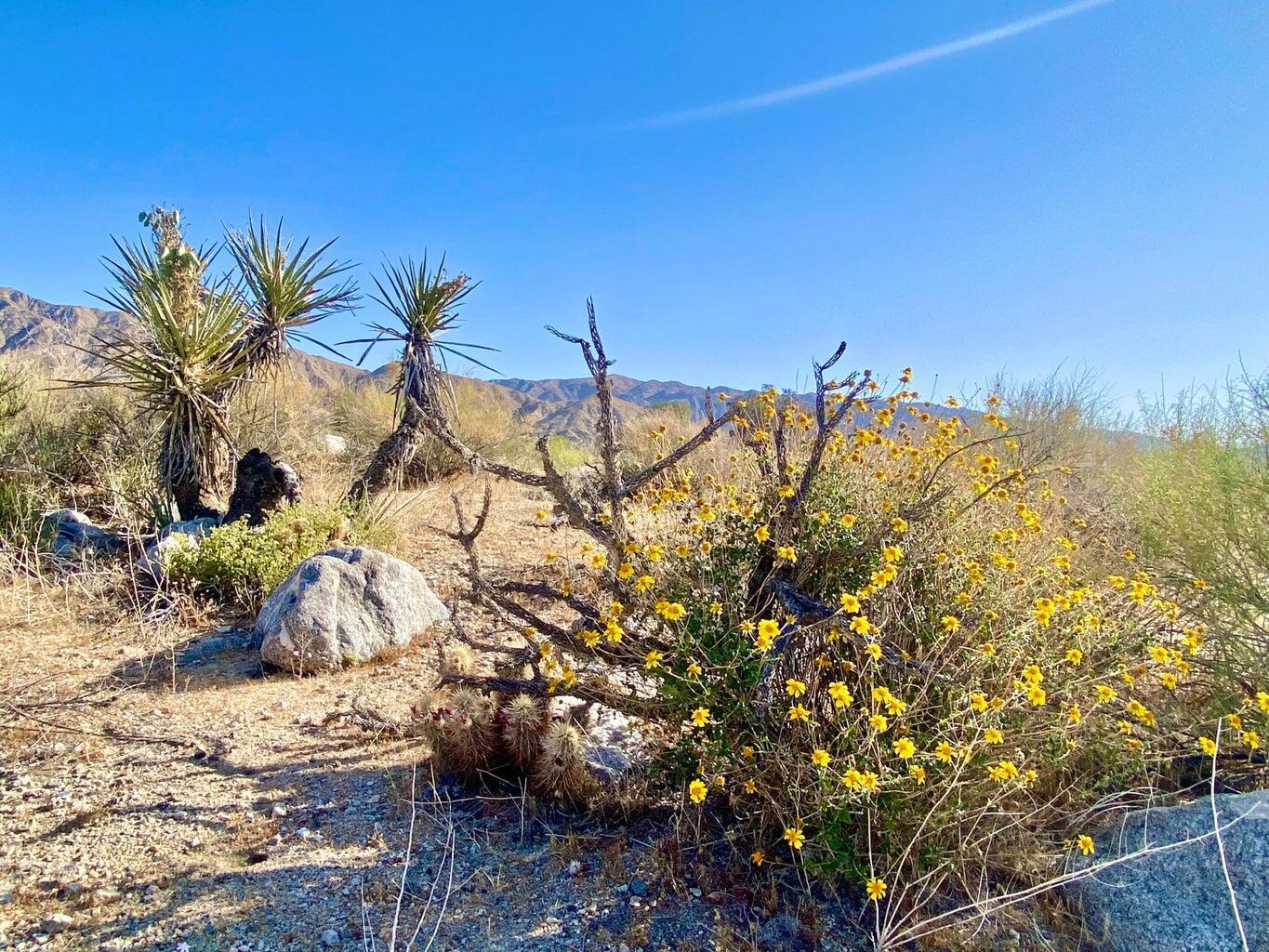 135 Bardell Road Morongo Valley, CA 92256 - Photo 10 of 29 a view of a yard