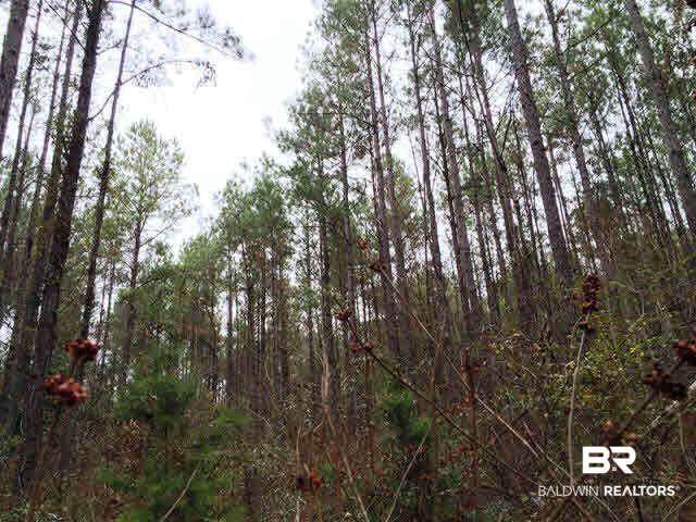 0 Legion Road Camden, AL 36726 - Photo 9 of 9