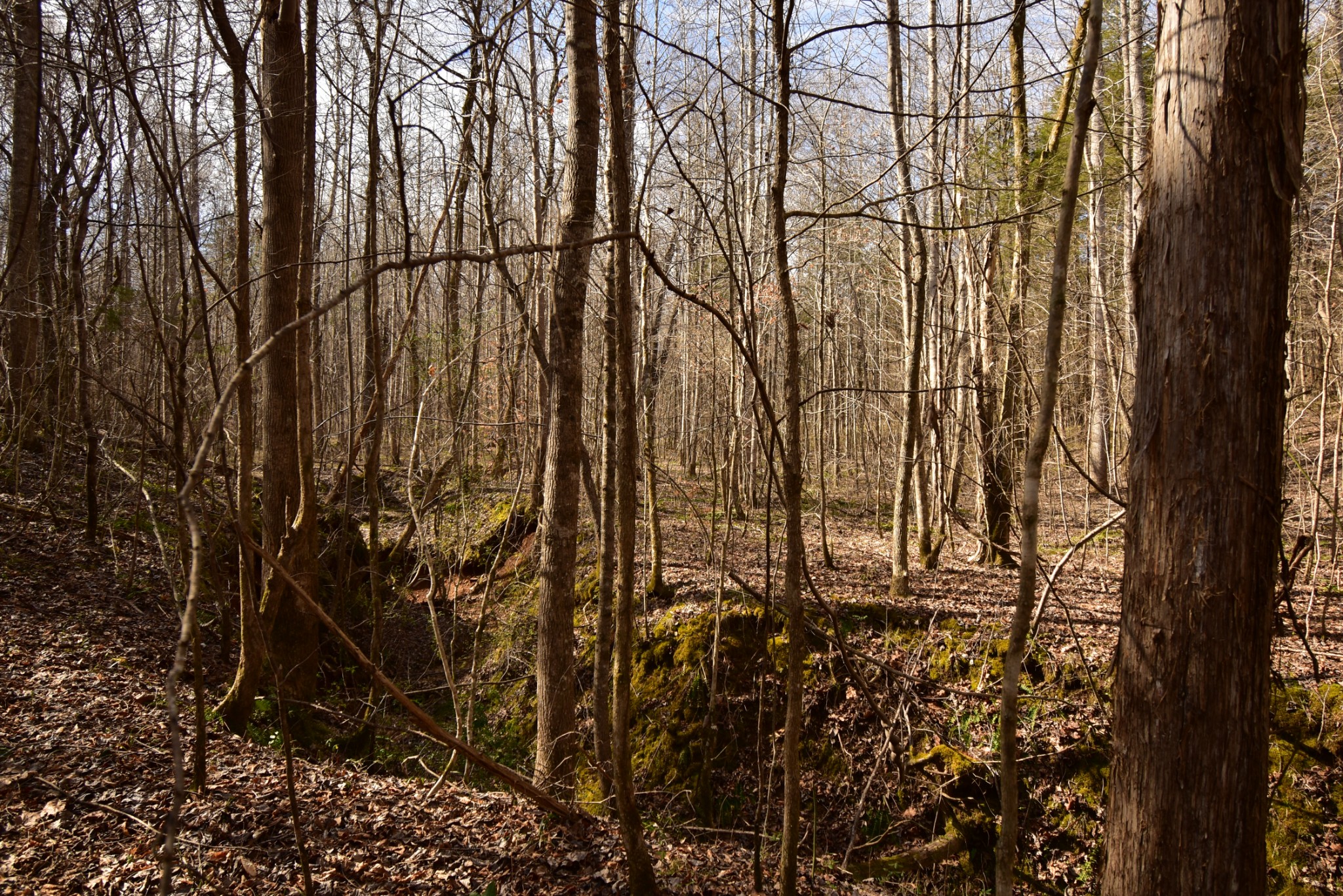 455 River Spring Road Parsons, TN 38363 - Photo 22 of 22 Gallery Image 22
