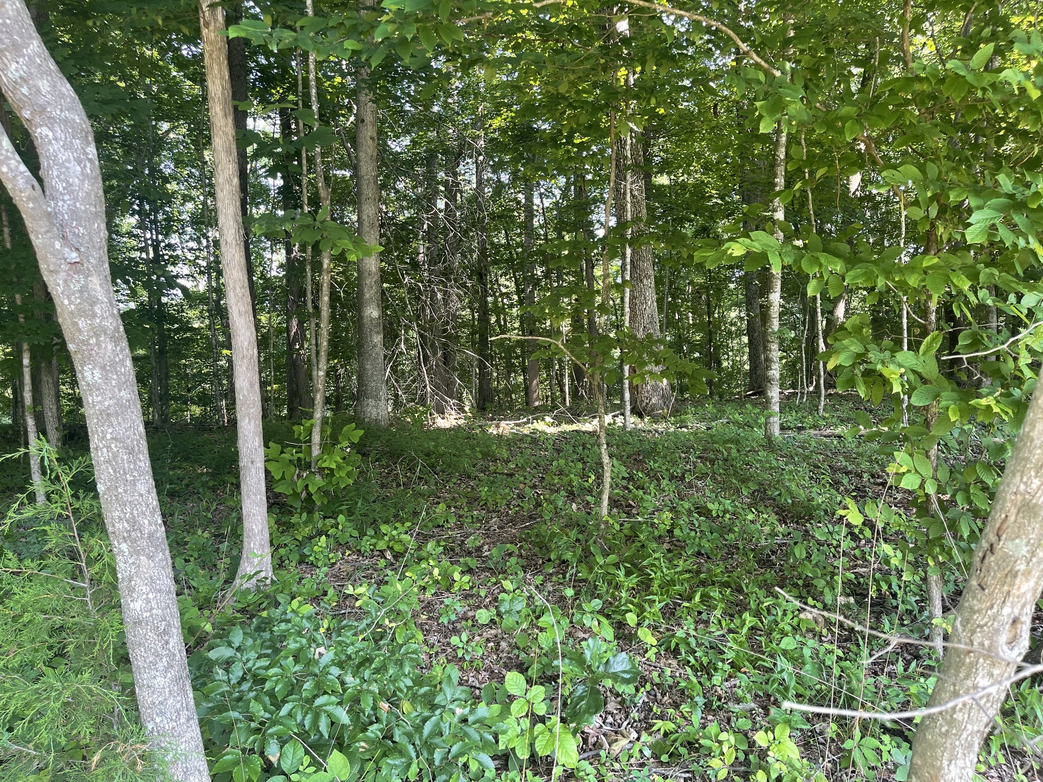 0 Laurel Crown Road Manchester, TN 37355 - Photo 4 of 9