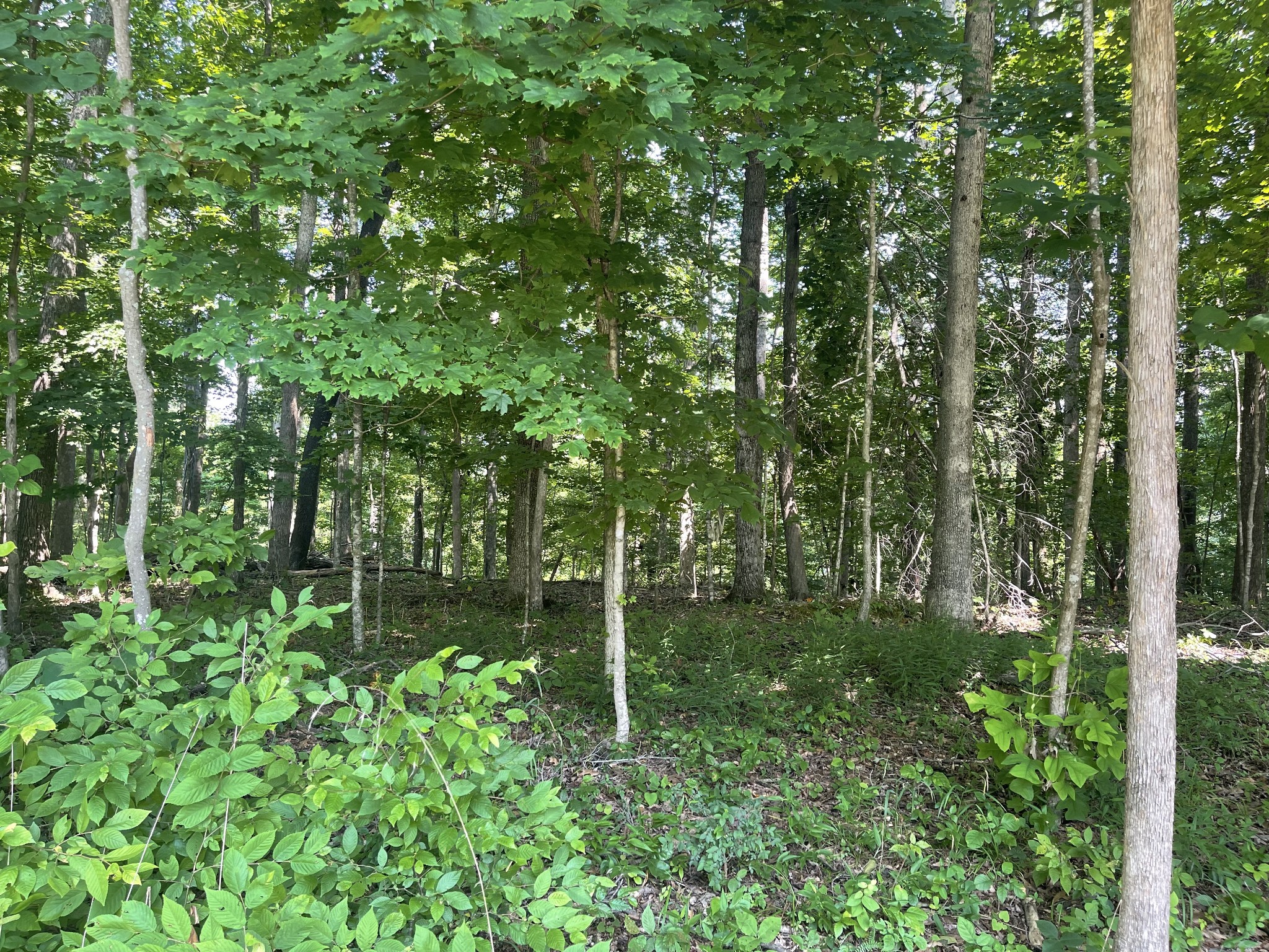 0 Laurel Crown Road Manchester, TN 37355 - Photo 5 of 9