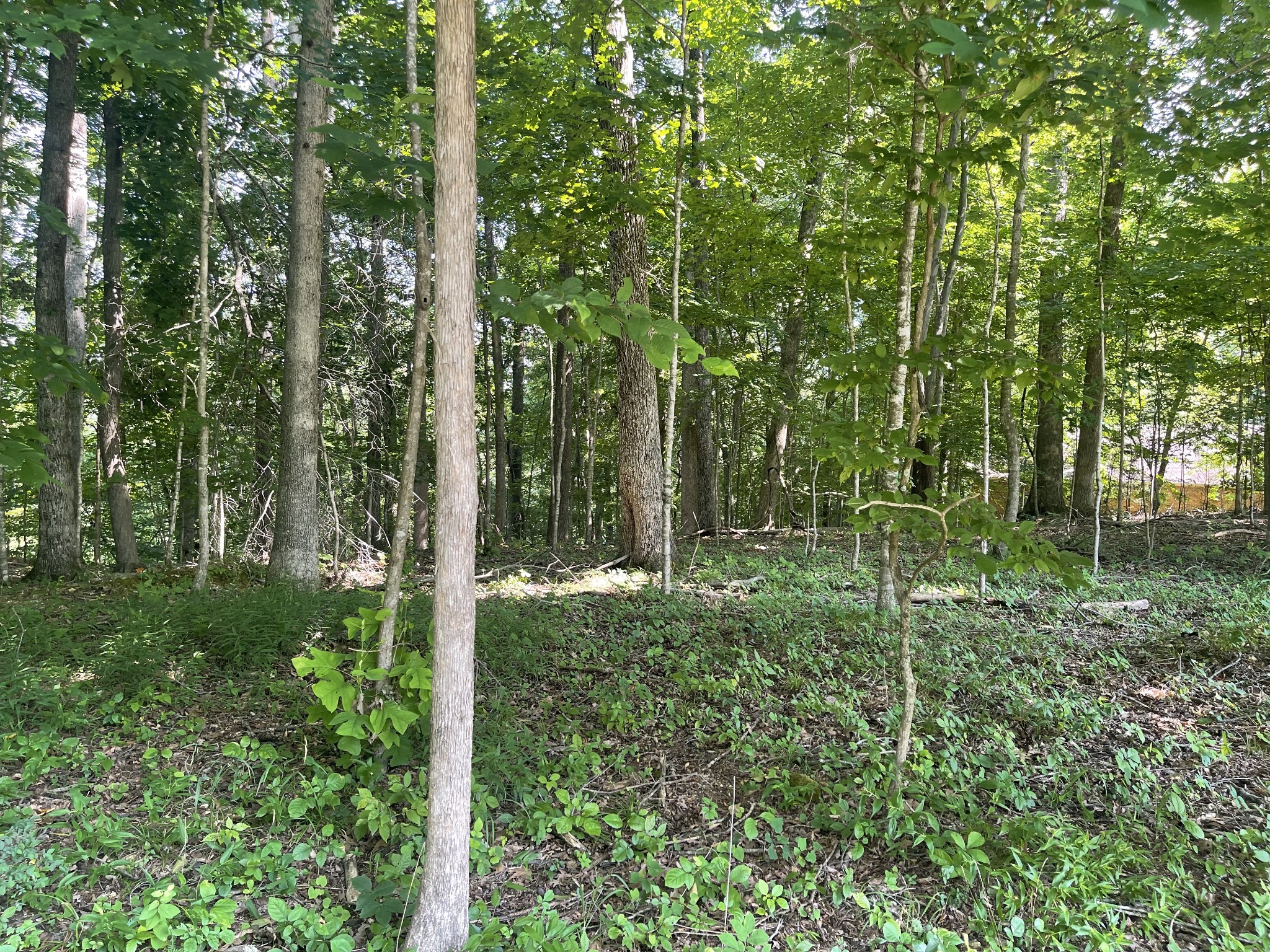 0 Laurel Crown Road Manchester, TN 37355 - Photo 6 of 9
