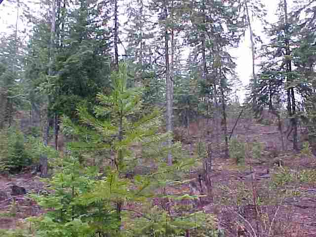 701 Diamond View Road Newport, WA 99156 - Photo 8 of 8 Gallery Image 8