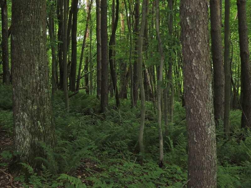 332 Bonniebrook Road Butler, PA 16002 - Photo 23 of 25 Land/Lot.