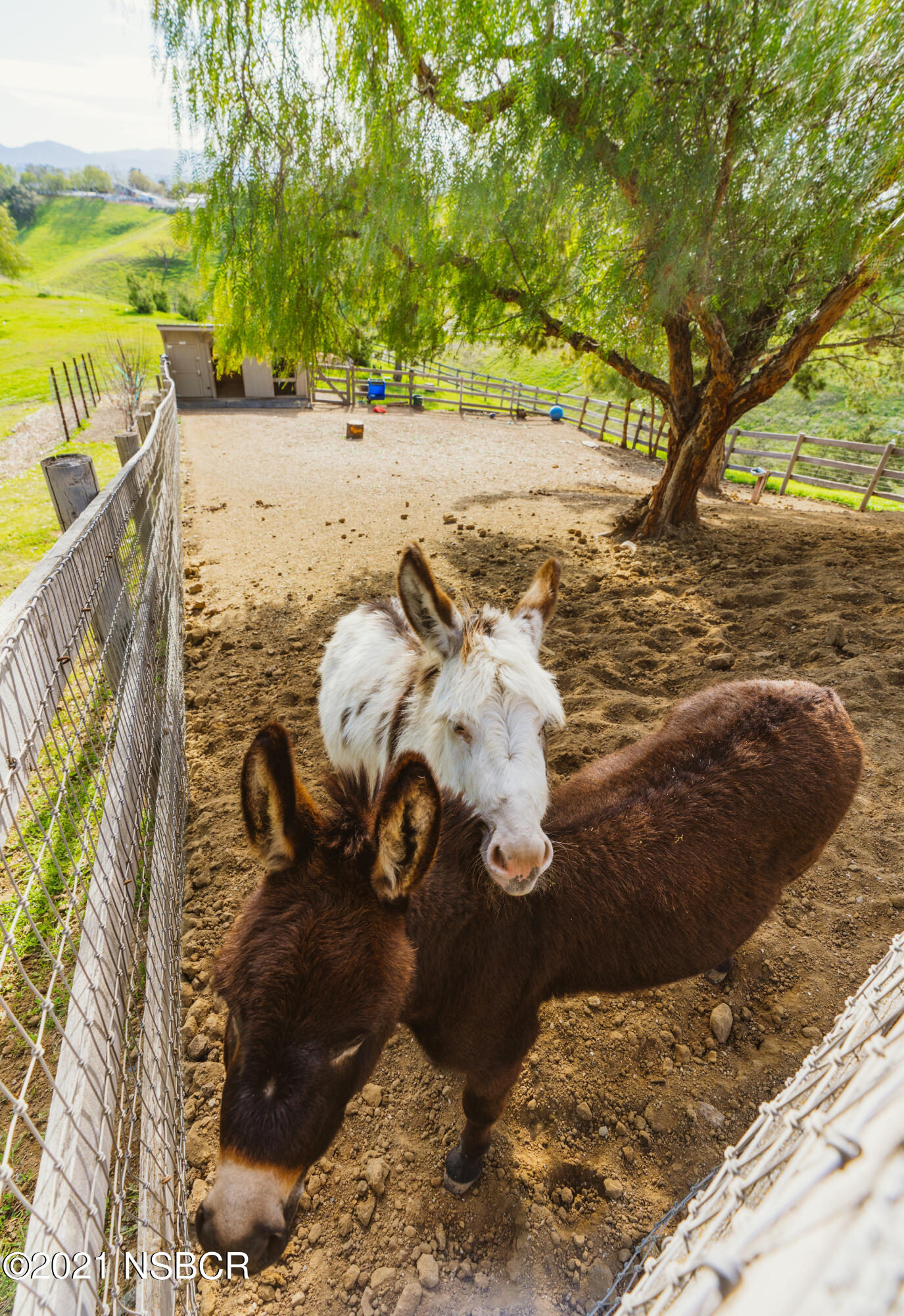 2968 Canada Este Road Santa Ynez, CA 93460 - Photo 31 of 37 Johnny and June