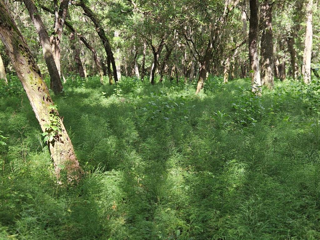 Burnsed Road Pierson, FL 32180 - Photo 5 of 11