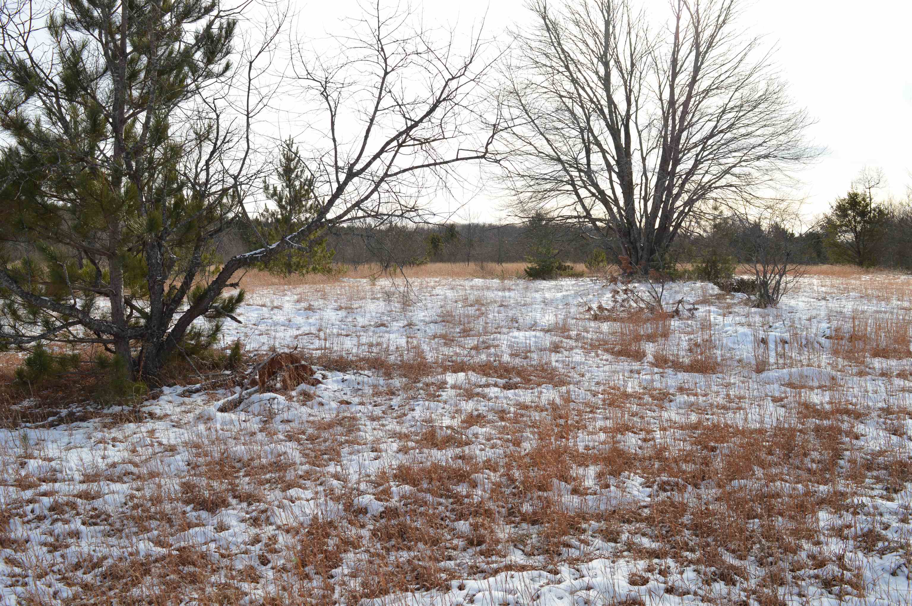 Off Wood Road Northeast Kalkaska, MI 49646 - Photo 22 of 22